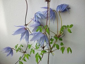 Клематис княжик Eximia