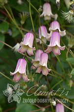 Клематис Fairy Bells