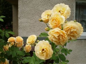 Роза Teasing Georgia