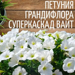 Семена Петуния Грандифлора суперкаскад Вайт, 5 семян