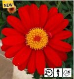 Аргирантемум Aramis Classic Red