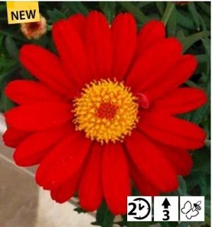 Аргирантемум Aramis Classic Red