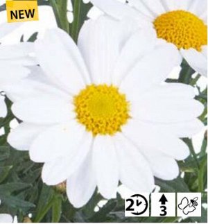 Аргирантемум Aramis Classic White