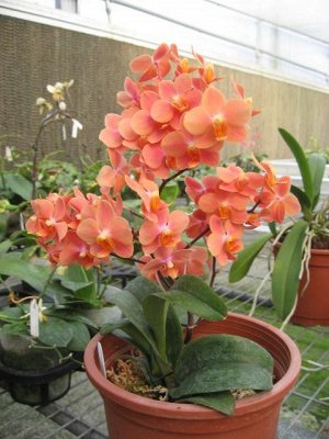 Asconopsis Irene Dobkin