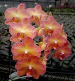 Dtps.Chialin Rainbon
