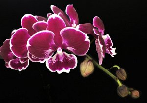 Phal. Sweet Candy