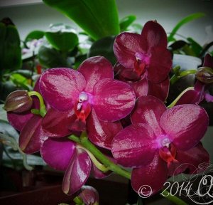P.Sogo Relex