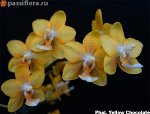 Phal Yellow Chocolate