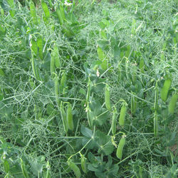 Горох Никитка, семена (91667): купить семена почтой в Беларуси интернет-магазин 