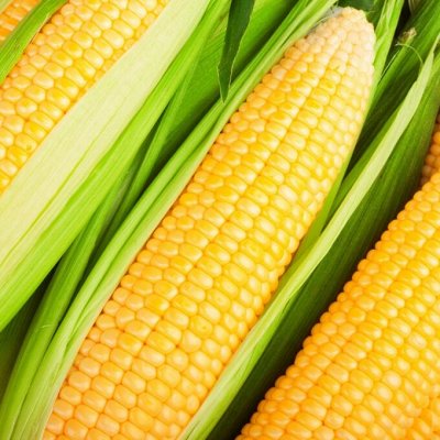 Семена: Кукуруза, горох, фасоль, бобы