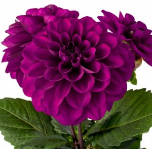 Георгины Labella Grande Magenta Impr.