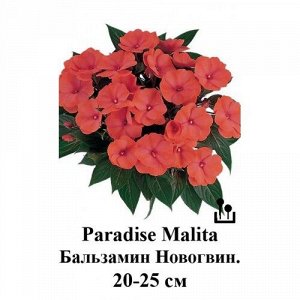 Егорьевский тепличный комбинат Бальзамин н.г. Paradise Mix