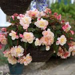 Бегония Sweetspice Appleblossom Impr.