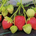 Саженцы клубники Ания Р9 0,5 л. стакан