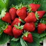 Набор из 3 Саженцев клубники Мурано Р9 0,5 л. стакан
