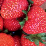 Набор из 3 Саженцев клубники Сопрано Р9 0,5 л. стакан