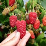 Малина лет. Пшехиба (кр., 7 гр) , однолетний Р9 0,8 л.