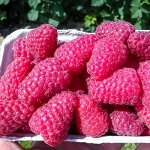 Малина лет. Соколица (кр., 6 гр) , однолетний Р9 0,8 л.