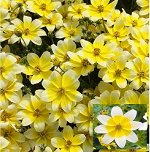 Биденс Taka Tuka White Yellow