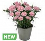 Гвоздика Colores Rosa