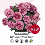 Гвоздика Oscar Pink Heart