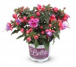 Фуксия Bella Ella