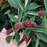 Саженцы ежевики Лох-Тей (б/ш, июль-авг, 6 гр), однолетний