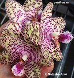 (Шайн)Phal.Natasha &#039;Aiko&#039;