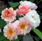 Роза мускусные гибриды Корнелия