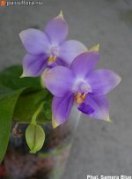 Phal.Samera blue
