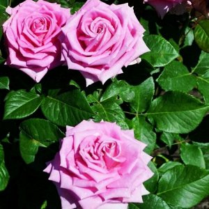 Роза Аква Лиловая; Розовая; 	
Очень нарядная ч/г роза с крупными, сиренево-розовыми цветками, причем окраска со временем меняется, цветки, выгорая на солнце, в полном роспуске становятся бледно-голубы