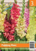 Промолайн / Гладиолусы