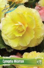 Begonia Superba Yellow