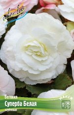 Begonia Superba White