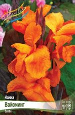 Canna Wyoming