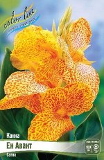 Canna En Avant