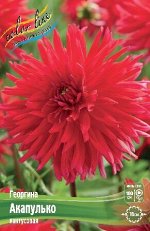 Dahlia Acapulco