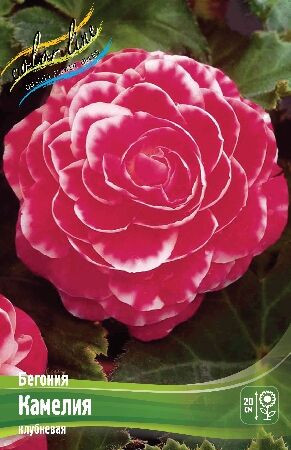 КАМЕЛИЯ ярко-розовая с белой каймой, h-25см
