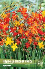 Crocosmia mixed