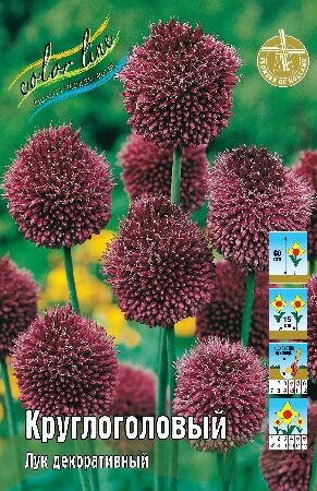 ЛУК ДЕКОР. КРУГЛОГОЛОВЫЙ