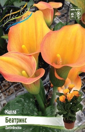 КАЛЛА БЕАТРИКС