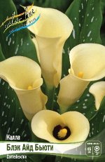 Калла (Zantedeschia) Блэк Айд Бьюти