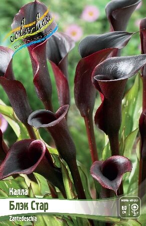 КАЛЛА БЛЭК СТАР