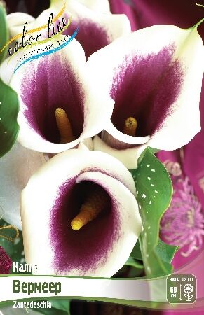 КАЛЛА ВЕРМЕЕР