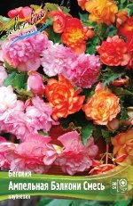 Begonia Cascade Balcony - Mixed