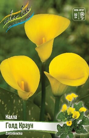 КАЛЛА ГОЛД КРАУН