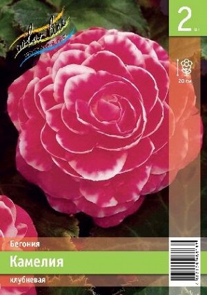 КАМЕЛИЯ ярко-розовая с белой каймой, h-25см