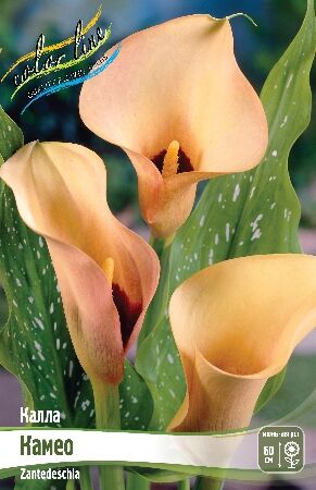 КАЛЛА КАМЕО