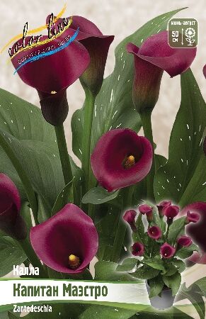 КАЛЛА КАПИТАН МАЭСТРО