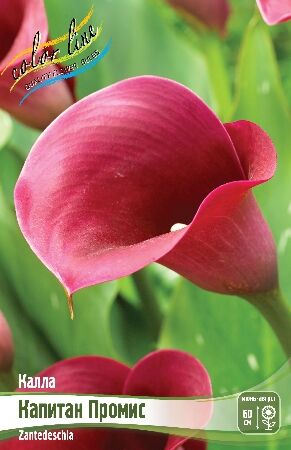 КАЛЛА КАПИТАН ПРОМИС